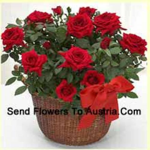 19 Graceful Red Roses